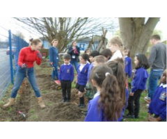 Hedge Planting