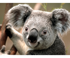 Koala