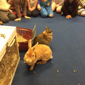 Norsery rabbits